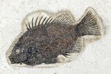 Fossil Fish (Cockerellites) - Green River Formation #179295-1